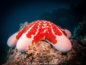 red by Marc Van Den Broeck 